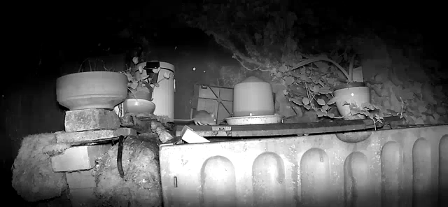 Un petit rongeur cavale sur un composteur, vidéo nocturne