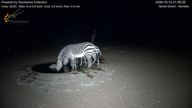 Immagine da una telecamera vicino a una pozza d'acqua nel deserto della Namibia