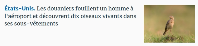 Etats-Unis. Les douaniers fouillent un homme à l'aéroport et découvrent dix oiseaux vivants dans ses sous-vêtements