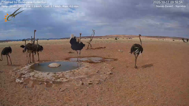 Immagine da una telecamera vicino a una pozza d'acqua nel deserto della Namibia