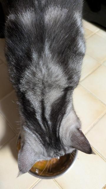 La chatte grise vue de haut qui mange