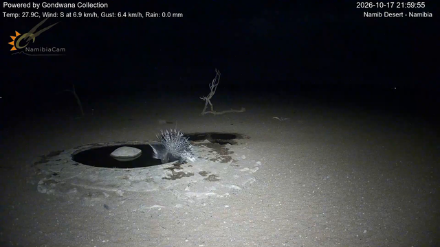 Immagine da una telecamera vicino a una pozza d'acqua nel deserto della Namibia