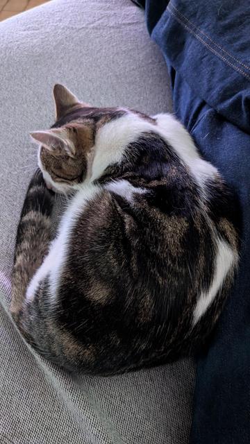 Le chaton qui dort en boule contre mes jambes