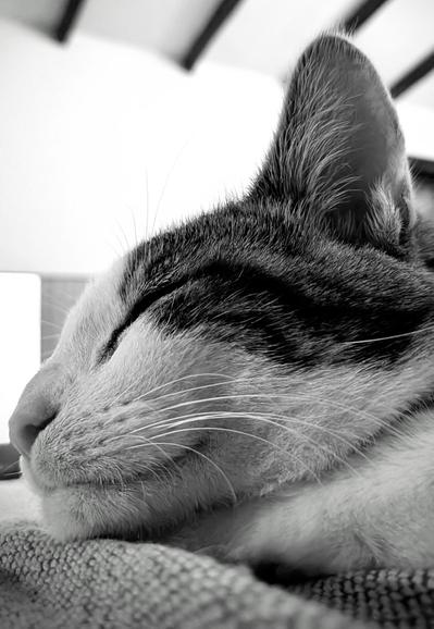 Photo noir et blanc de la tête du chaton.