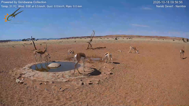 Immagine da una telecamera vicino a una pozza d'acqua nel deserto della Namibia