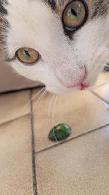 Gros plan sur la tête du chaton qui tire la langue, on devine un trognon de concombre sur le carrelage