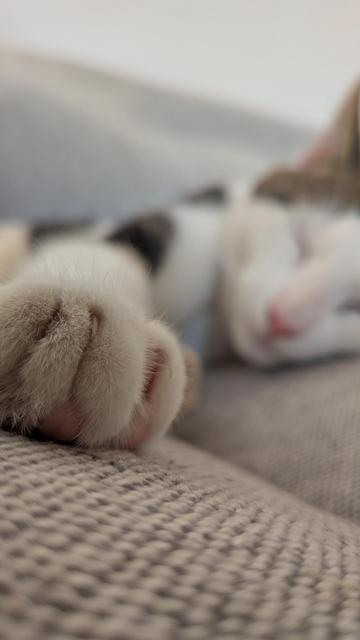 Gros plan sur la patte du chaton qui dort sur le canapé. On devine sa tête en arrière plan
