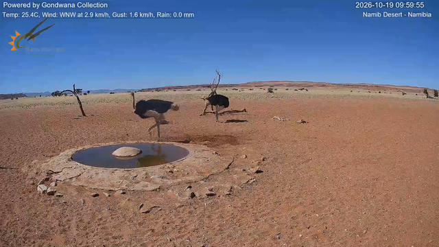 Immagine da una telecamera vicino a una pozza d'acqua nel deserto della Namibia