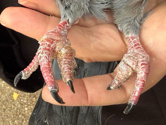 Pattes de pigeon un peu déformées et calleuses, mais dépourvues de cheveux humains entortillés