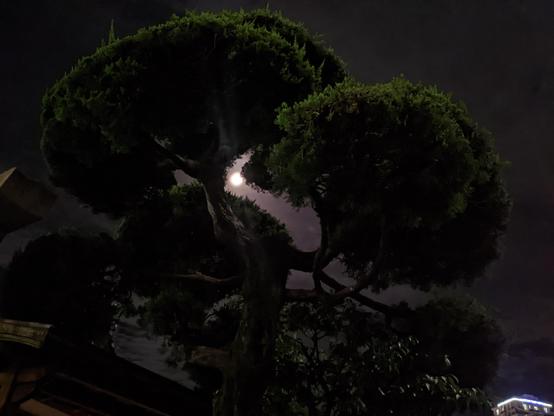 lune au travers d'arbres taillés en rond