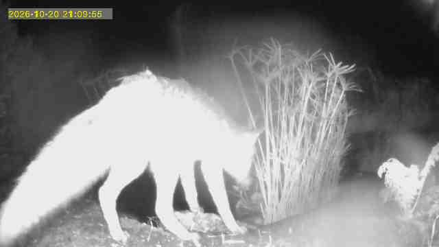 Une photo d'un appareil capture 
Un renard de dos dans la nuit près d'une mare