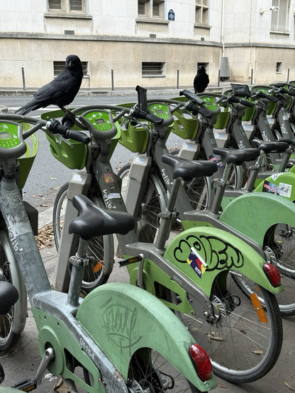 Deux corneilles perchées sur des Velib à la station