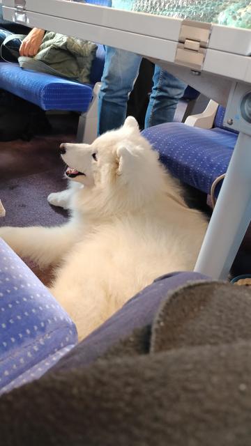 Photo d'un gros chien blanc méga touffu