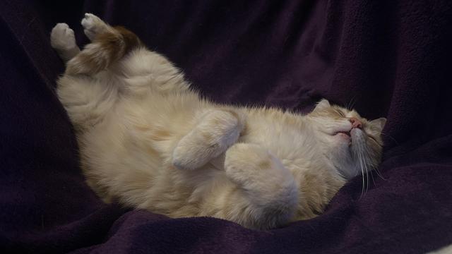 Washy the cat sleeping on his purple blanket