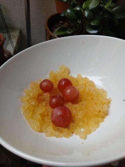 five purple grapes on bed of squish yellow translucent gunk which is the water kefir fungi-bacteria symbiote