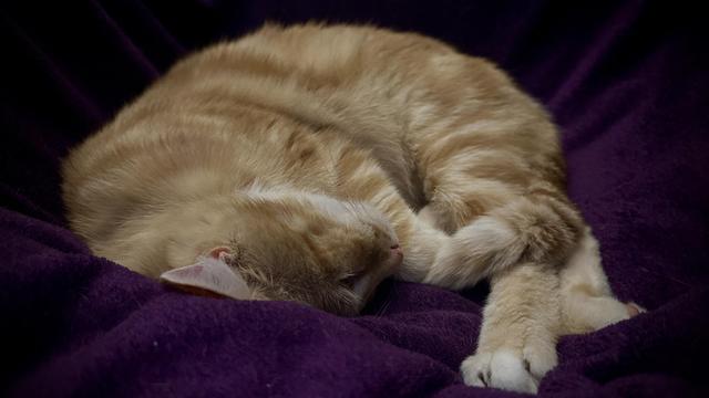 Washy the cat curled up asleep on his purple blanket