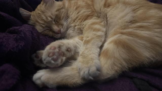 Washy the cat sleeping on the couch
