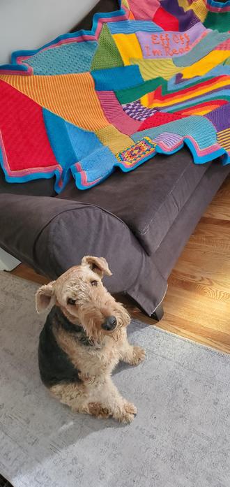 Our Airedale terrier Mavis presents our latest wacky afghan creation!