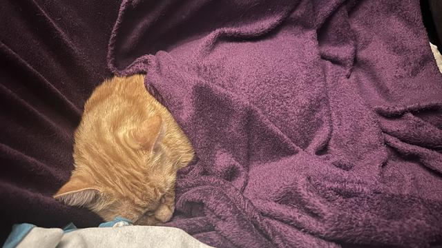 Washy the cat sleeping under his purple blanket